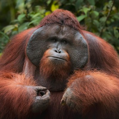 Sumatra Orang-oetan