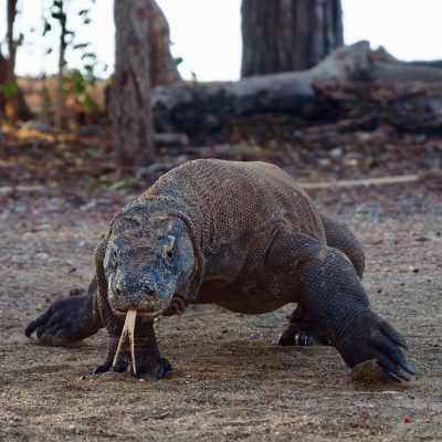 Komodo